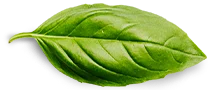 basil leaf.png